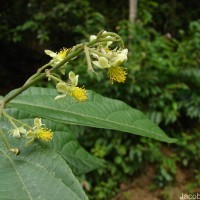 Microcos paniculata L.